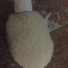 トイレットペーパーの芯を被ったまま寝てしまうことも(苦笑)