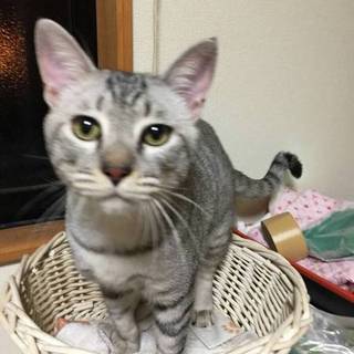 アメショー2018年2月26日♂血統書あり