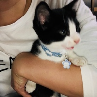 エバンジェリン