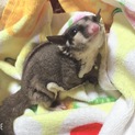 フクロモモンガの赤ちゃん