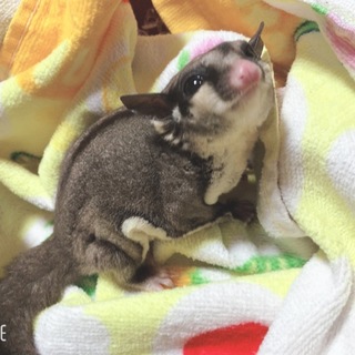 フクロモモンガの赤ちゃん