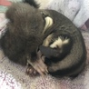 フクロモモンガの赤ちゃん サムネイル2