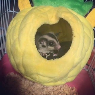 フクロモモンガ子供メス