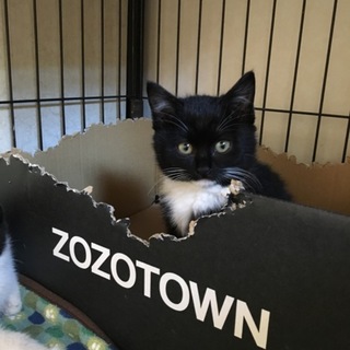 ☆黒白タキシード＆マスク柄白ソックスの子猫オス☆