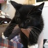 ☆黒白タキシード＆マスク柄白ソックスの子猫オス☆ サムネイル4