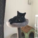 二匹一緒に飼って頂けたら幸いです。