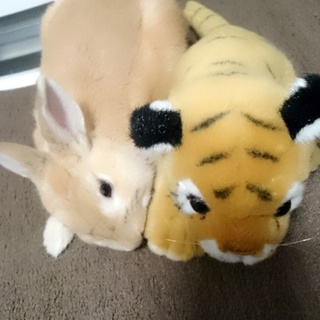 ネザーランドドワーフの♂です