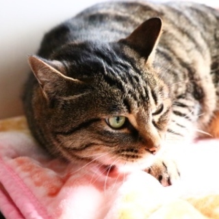 ごん太♥しあわせにゃんこになりました