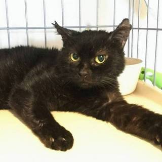【くまお】怖がりな黒猫男子