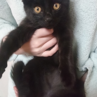 決まりました！ありがとうございました(*^^*)