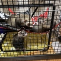 里親様決定！沢山のご応募ありがとうございました。