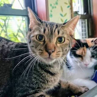 【かみなり】募集を終了しました