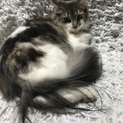 1歳のノルウェージャン  