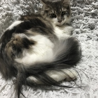 1歳のノルウェージャン  