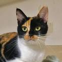 【エコ】純和風のキュートな三毛猫