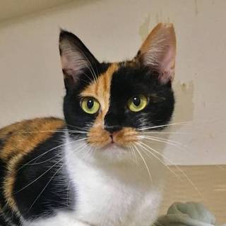 【エコ】純和風のキュートな三毛猫