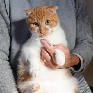 茶たろう♥たれ耳がかわいい。だっこされてるの大好き