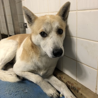 緊急です。11.16朝までの命。穏やかな男の子。