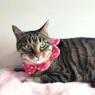 人が大好き！甘えん坊くん