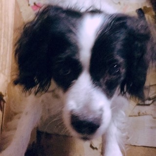 里親募集です