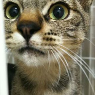 キジトラ男の子！甘えん坊で好奇心旺盛です！！