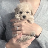 ピノ・ノワール