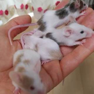 かわいいファンシーマウスの子供の里親募集します。