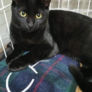 クロネコ男の子！もふもふツヤッツヤです！！