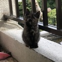 目がぱっちりの子猫さん※一時募集停止中