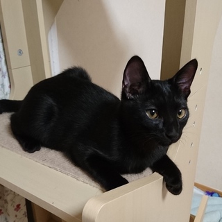 黒猫　ろく君の里親募集中