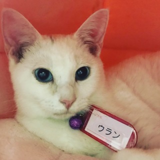 ブルーアイがステキな白猫