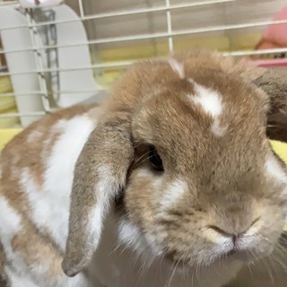 白茶色ロップイヤーの里親」北海道 - 小動物の里親募集(238516) 1枚