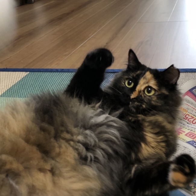 スミヒロのカバー写真