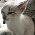子猫里親募集中です