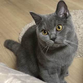 ブリティッシュショートヘア(8ヶ月)静かな子です