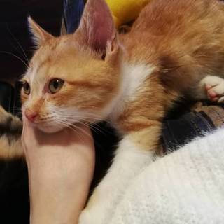 子猫ちゃん募集