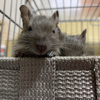 ブルーデグー赤ちゃん 