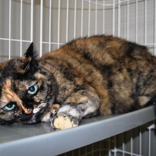 サビ猫16歳☆穏やかな余生を過ごさせてください！