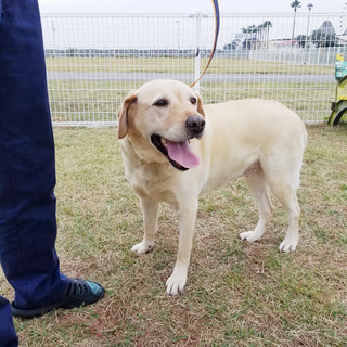 ラブラドール(黄)♀6歳