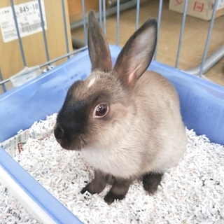 灰色ウサギさんの里親様を募集します