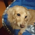お膝が大好きキャンディちゃん