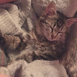 遊び疲れたのかな