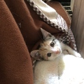 三毛猫ちゃん