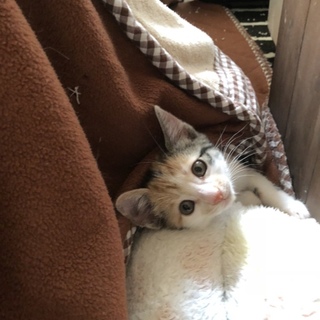 三毛猫ちゃん