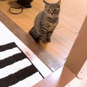 お世話セットフルセットでお譲りします
