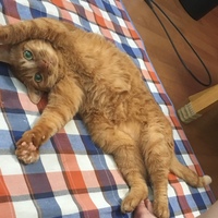 玉