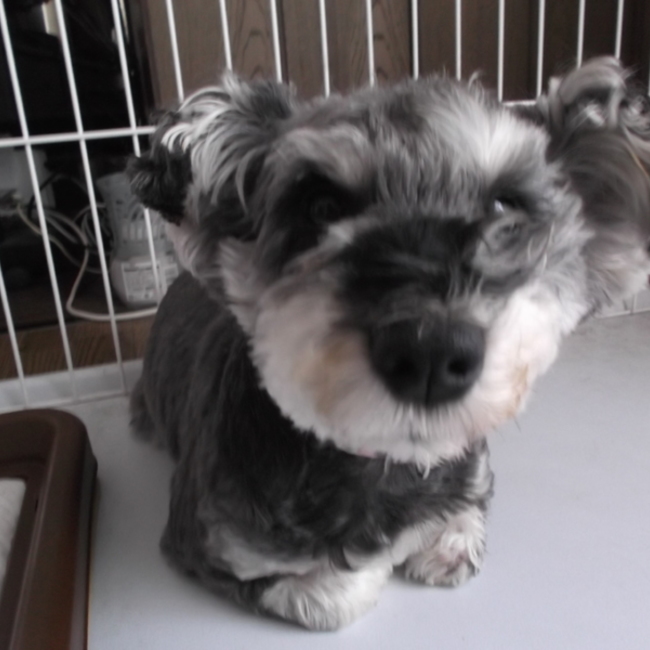 困ったママのカバー写真