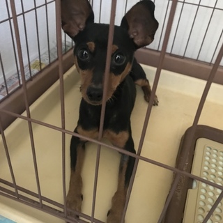 2歳ミニピンくんの家族になってくださる方