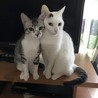 はなももっちい