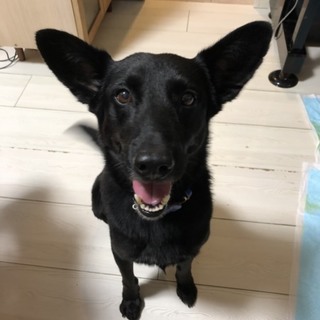 人馴れ抜群のワンちゃんです